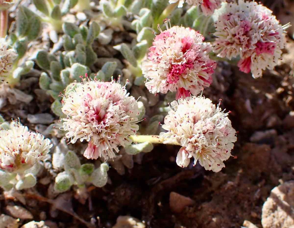 Eriogonum gracilipes