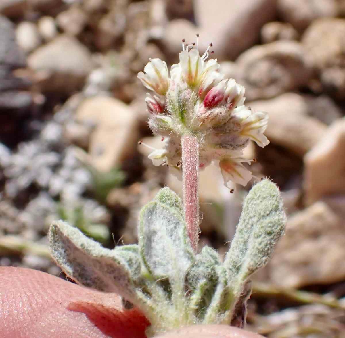 Eriogonum gracilipes