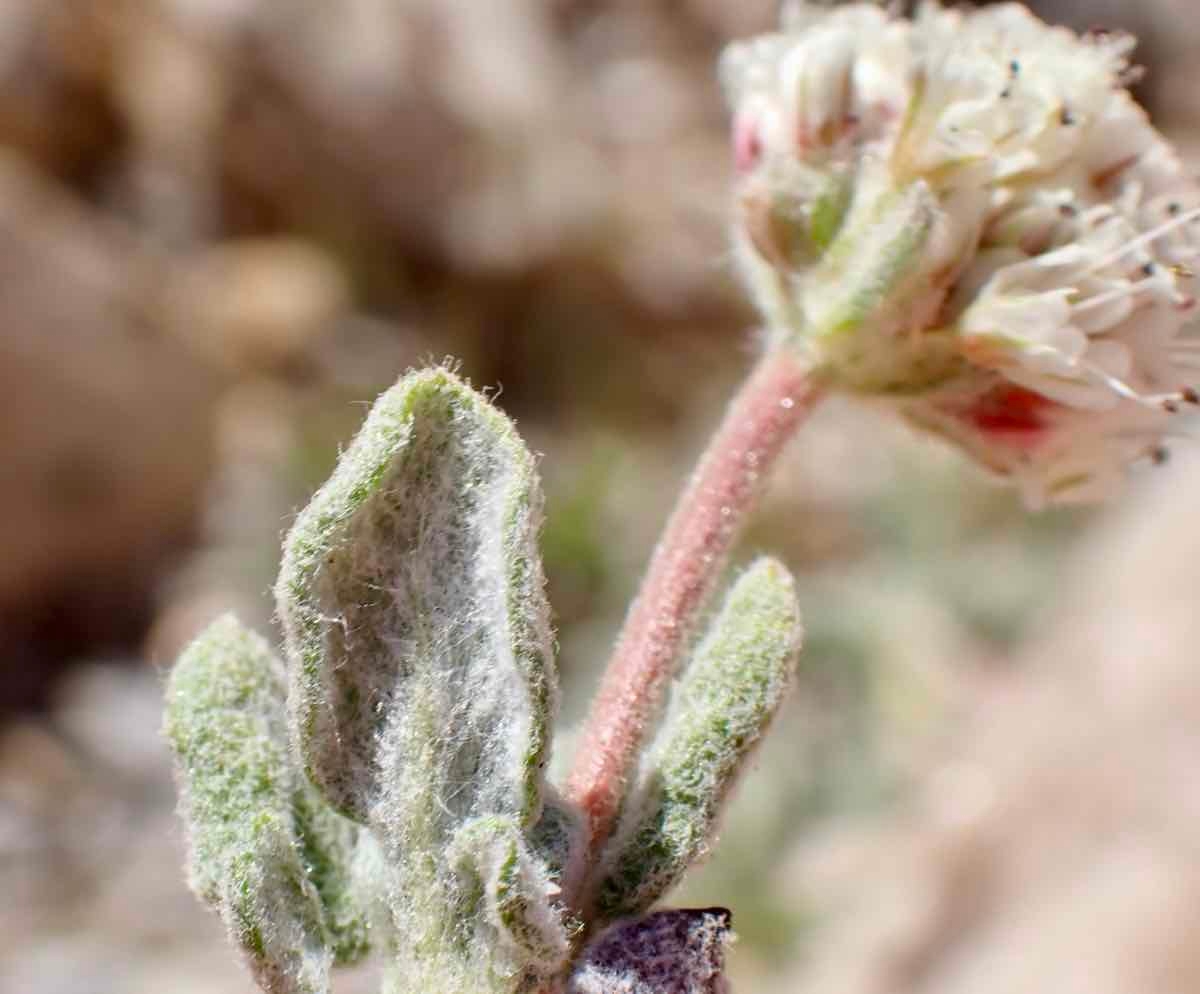 Eriogonum gracilipes