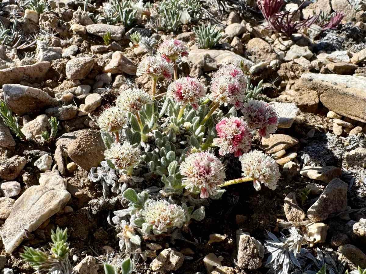 Eriogonum gracilipes