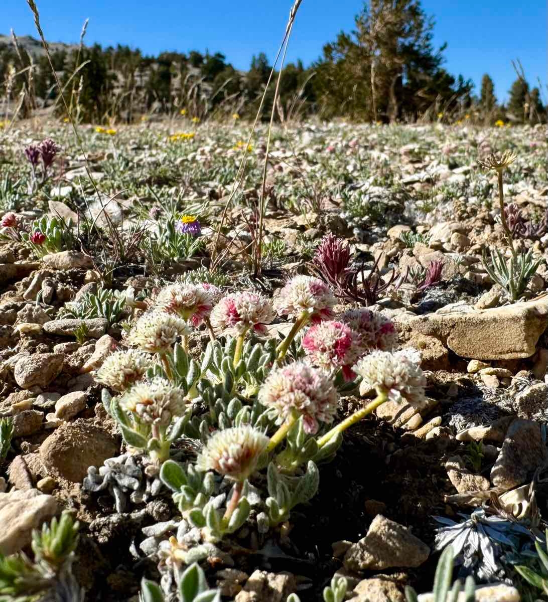 Eriogonum gracilipes