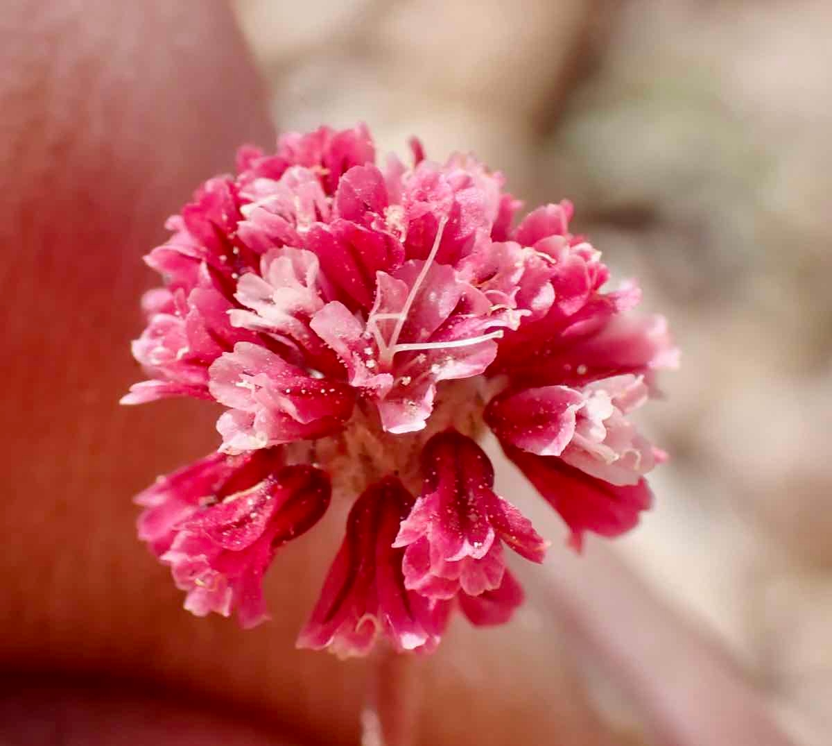 Eriogonum gracilipes