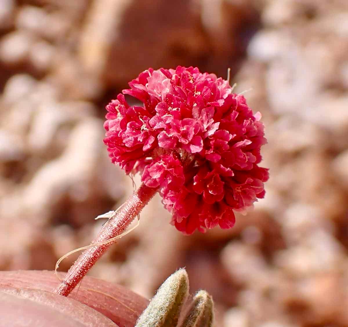 Eriogonum gracilipes