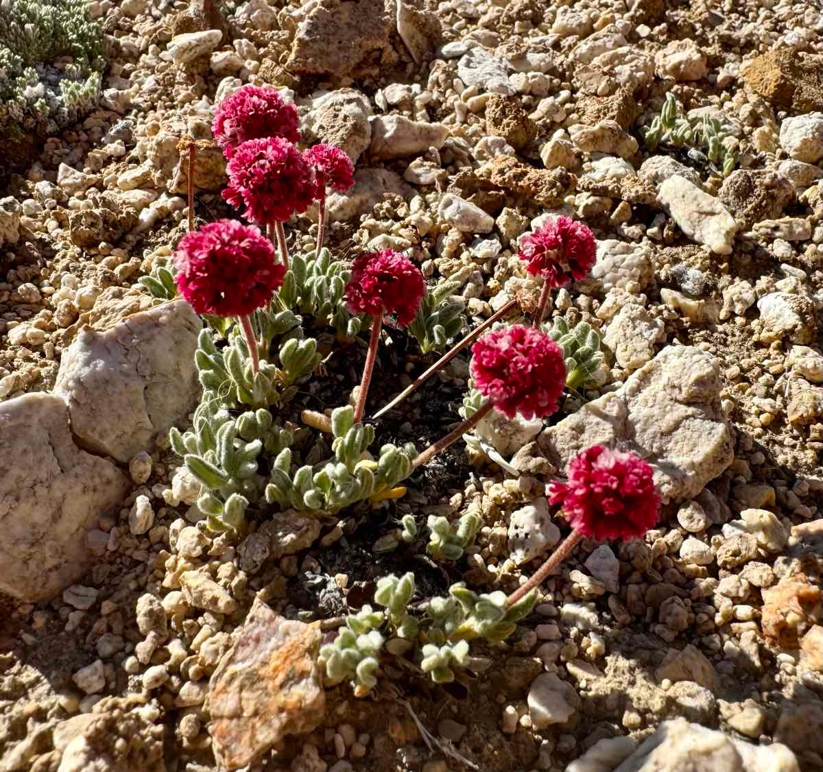 Eriogonum gracilipes