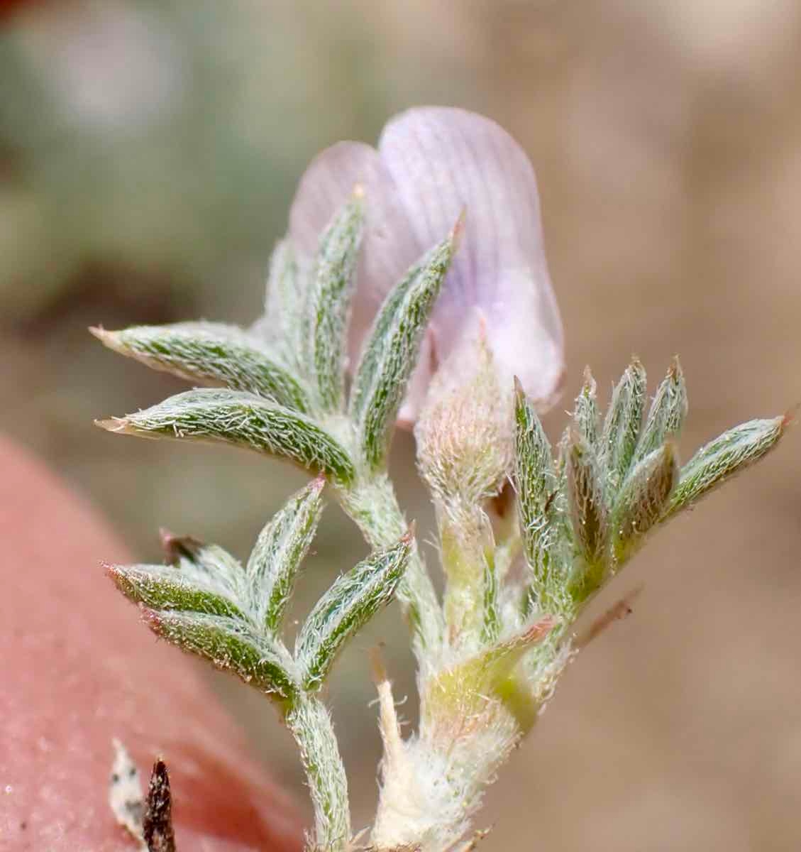 Astragalus kentrophyta var. tegetarius