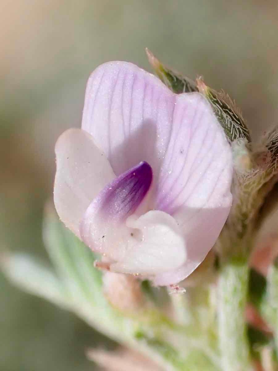 Astragalus kentrophyta var. tegetarius