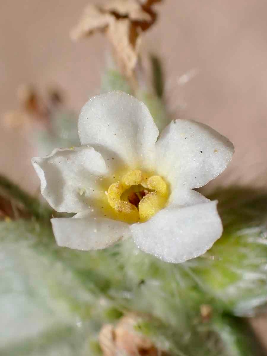 Oreocarya flavoculata