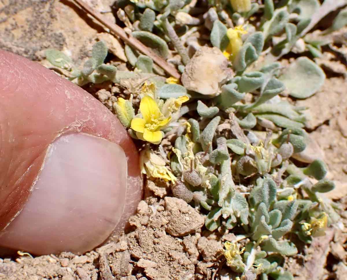 Physaria kingii ssp. kingii