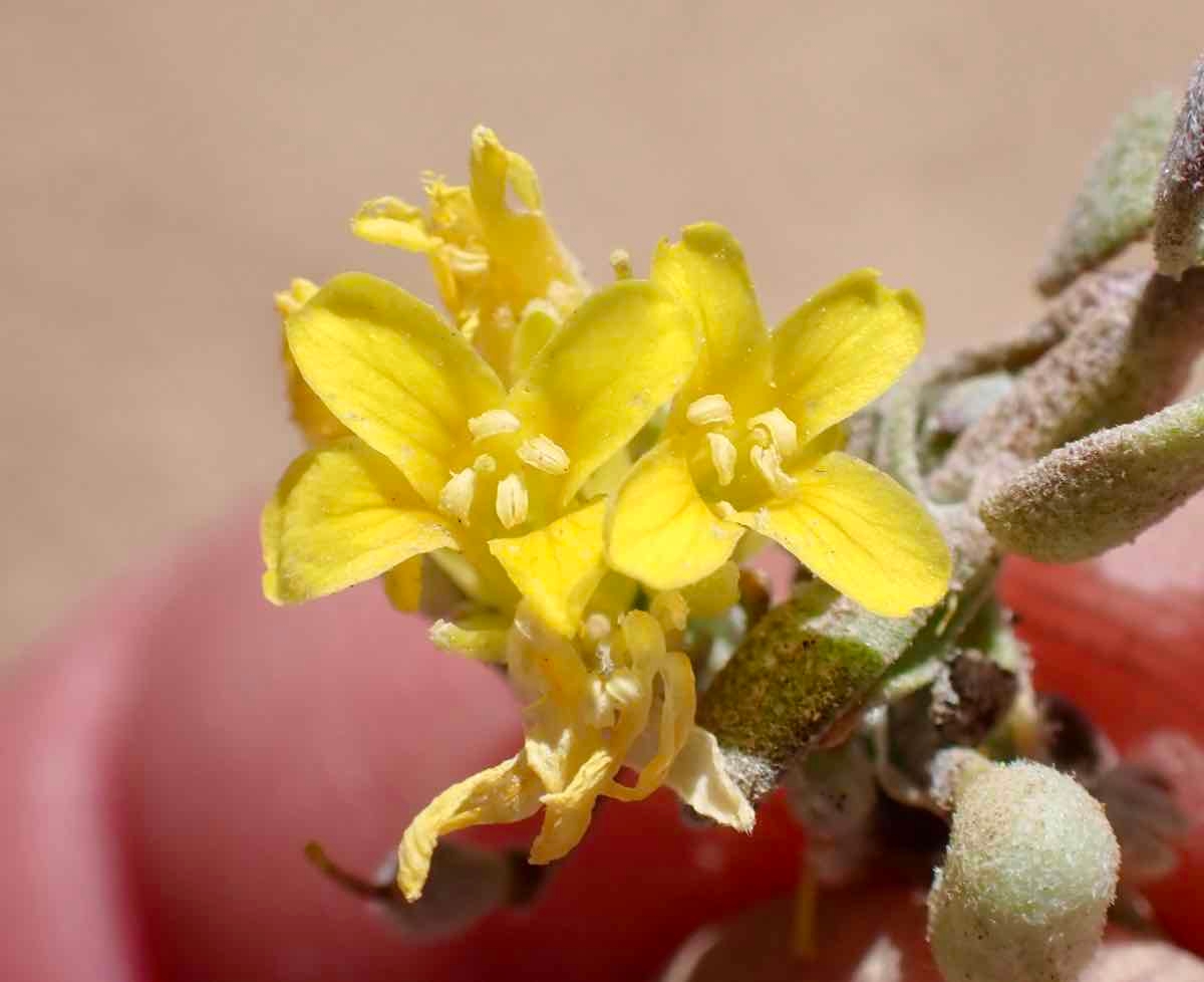 Physaria kingii