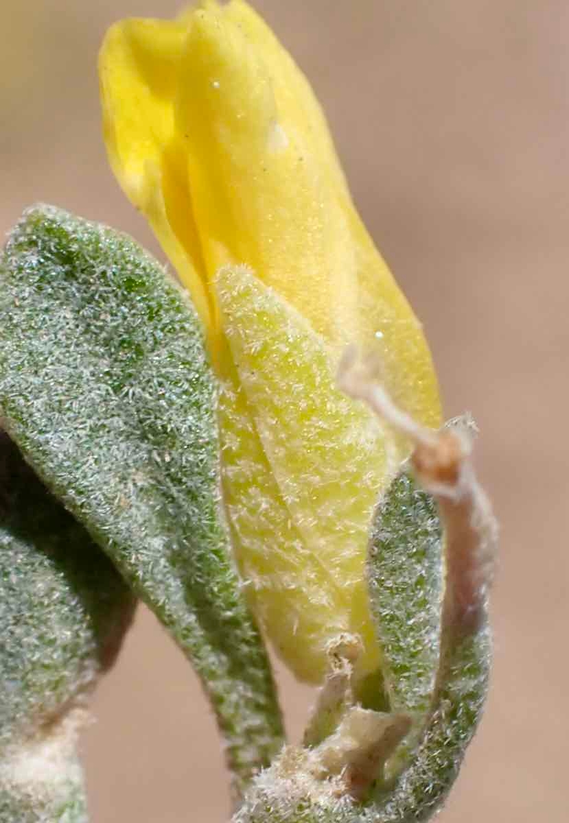 Physaria kingii ssp. kingii