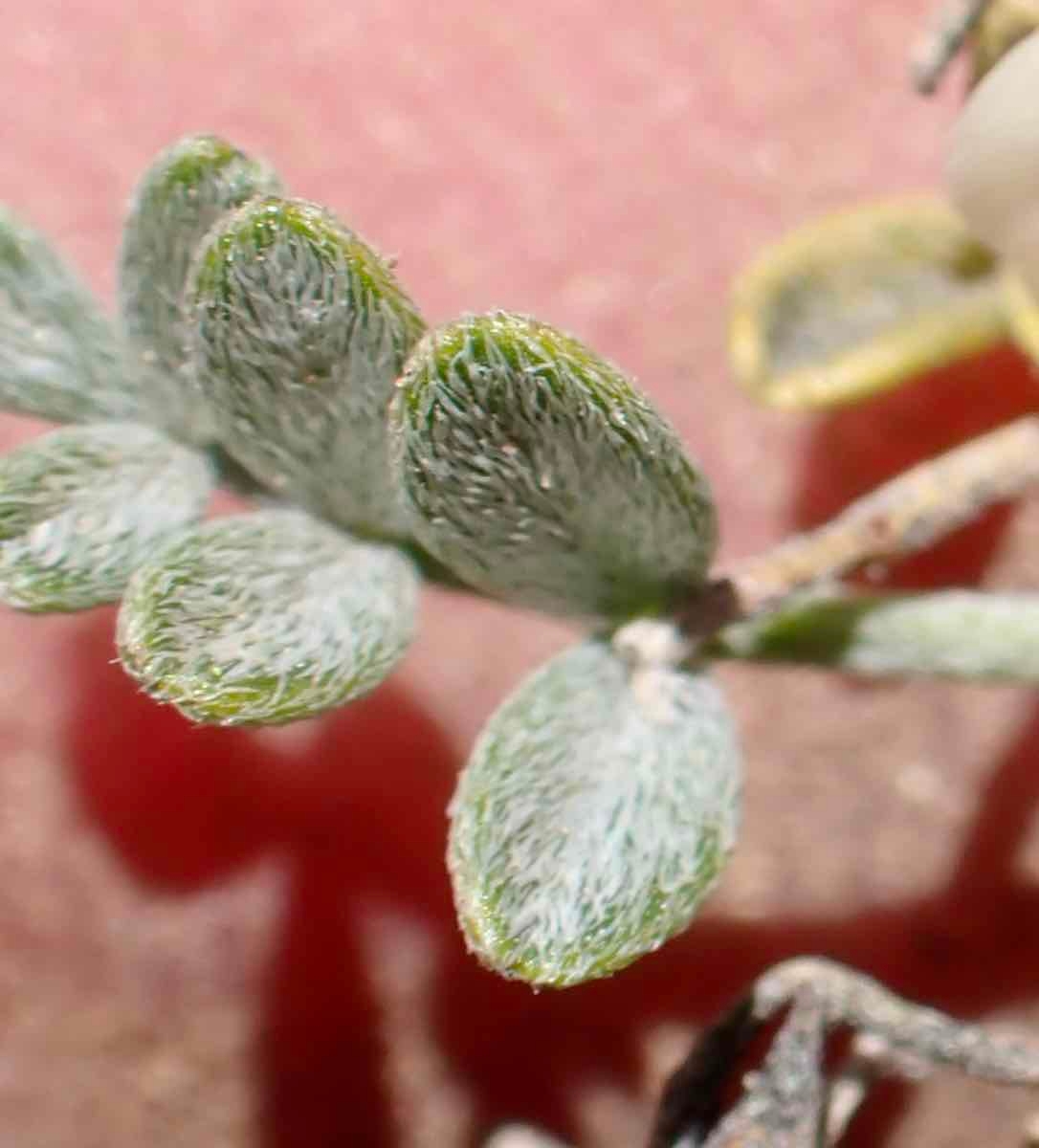 Astragalus lentiginosus var. semotus