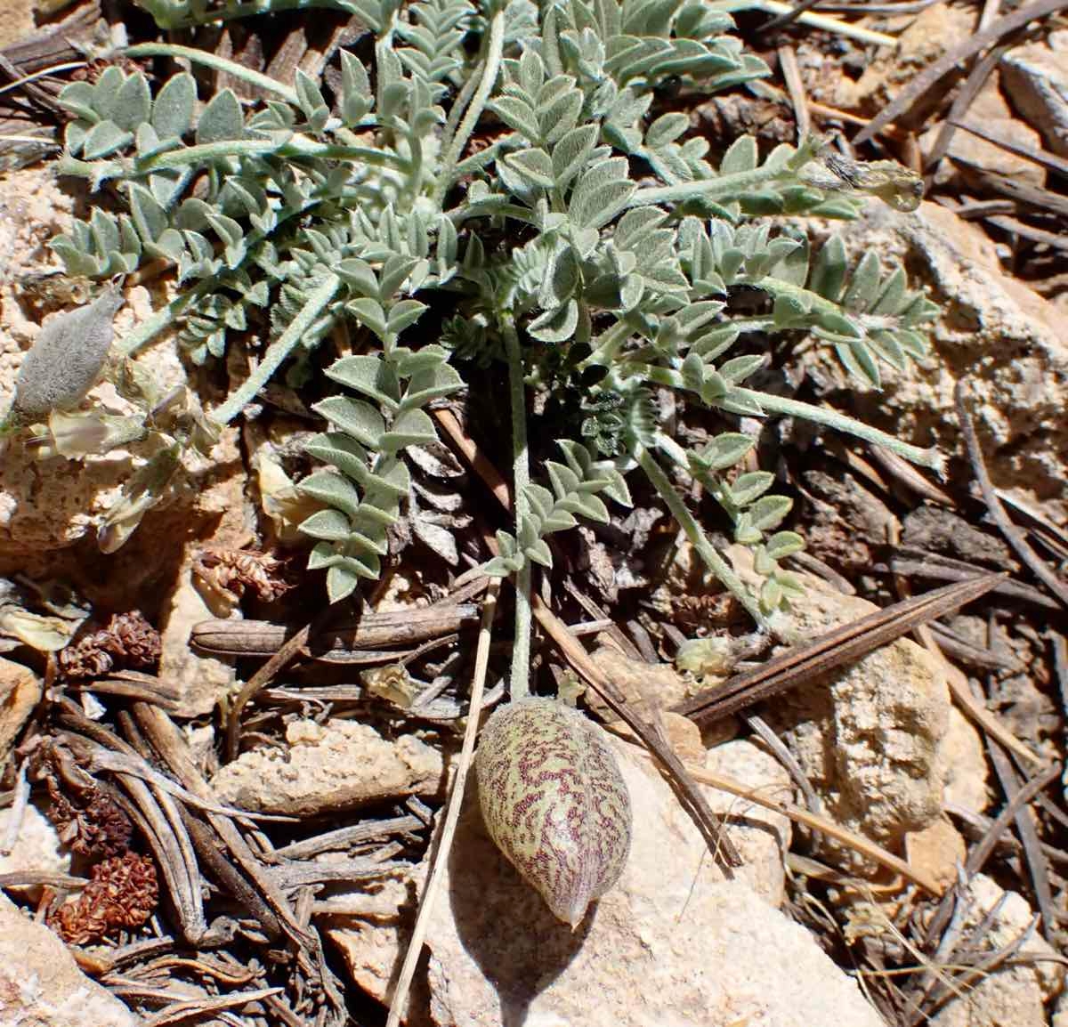 Astragalus lentiginosus var. semotus