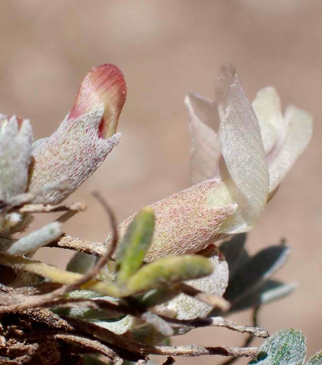 Astragalus lentiginosus var. semotus