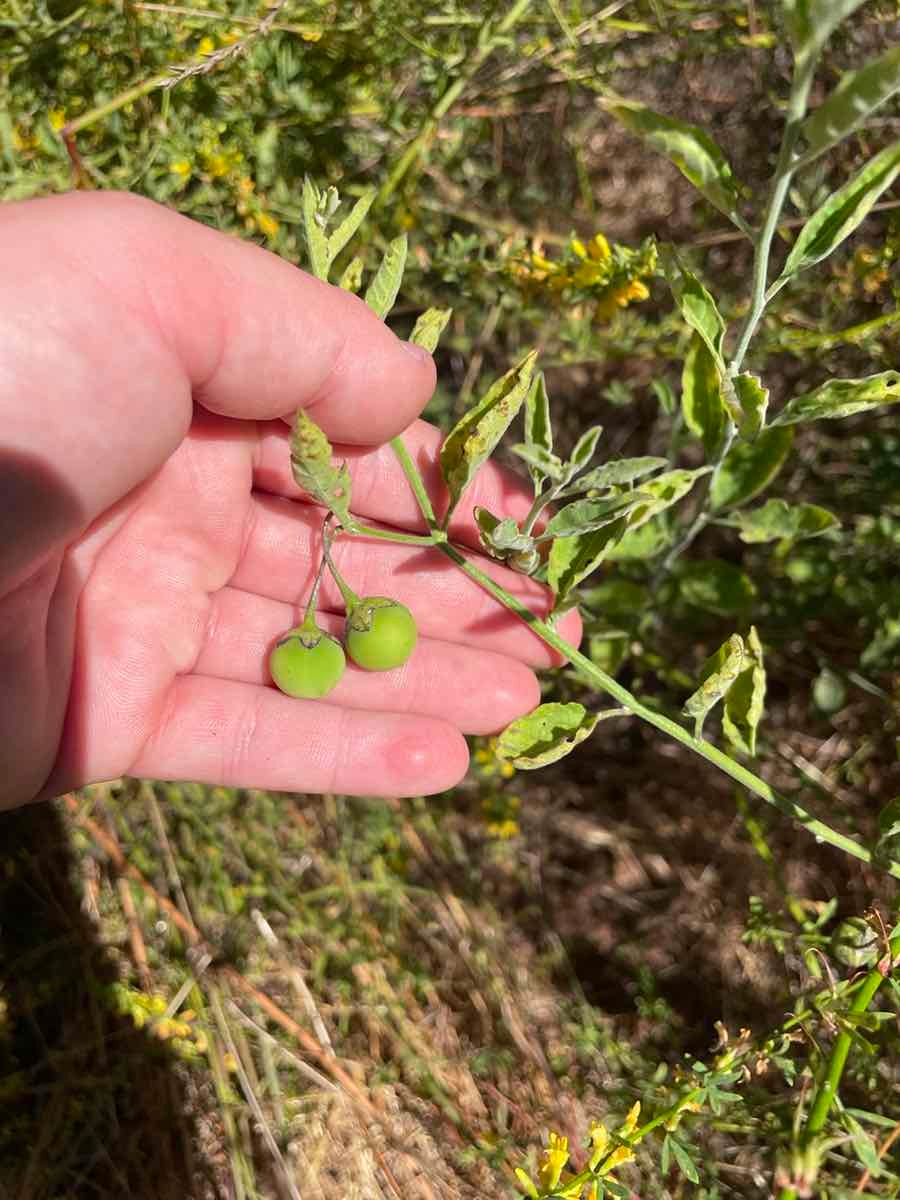 Solanum umbelliferum