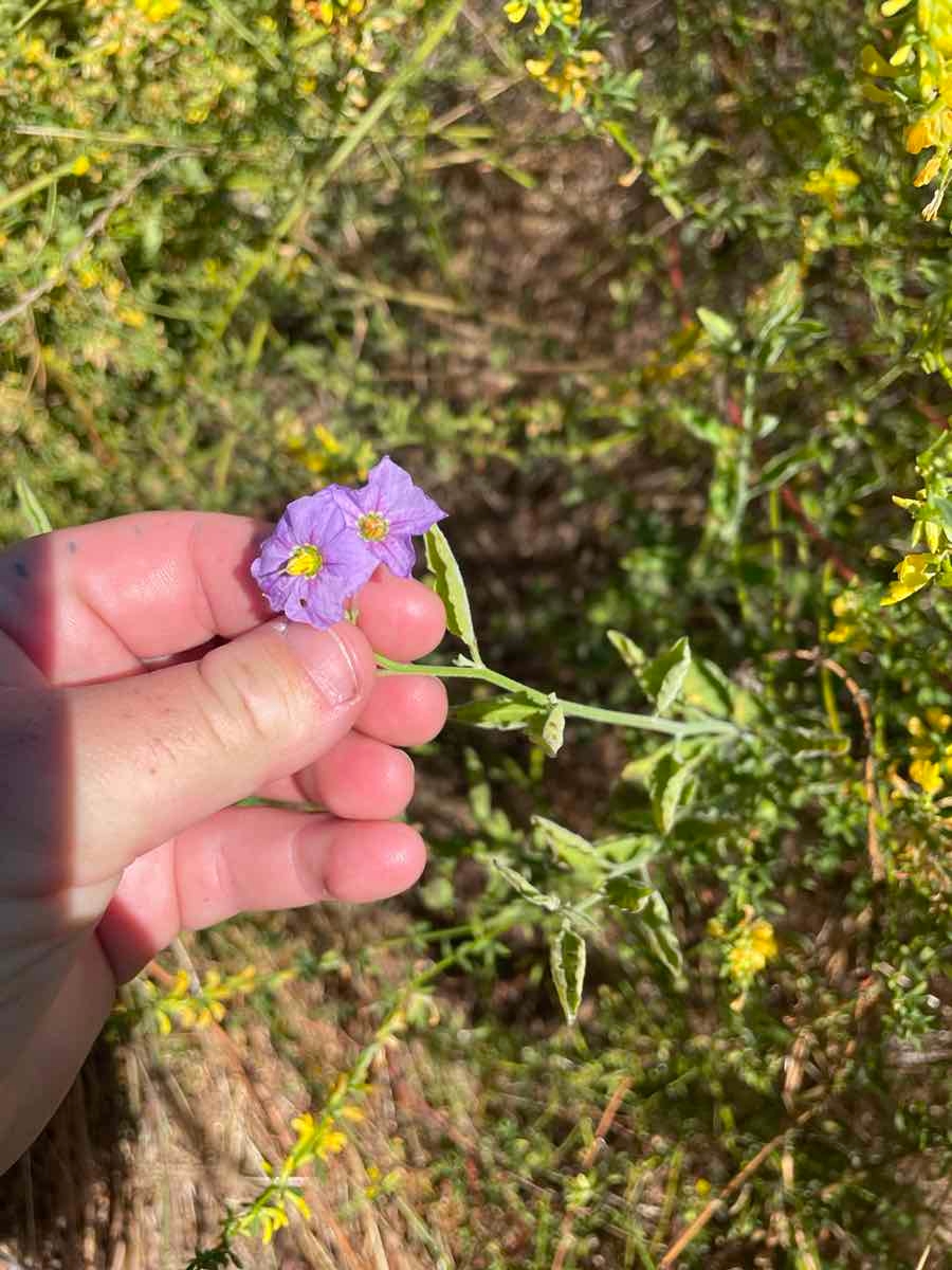 Solanum umbelliferum