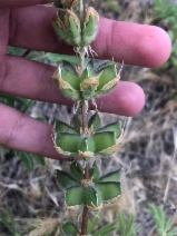 Lupinus microcarpus var. microcarpus