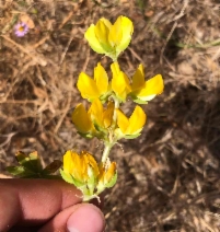 Lupinus microcarpus var. densiflorus