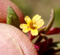 Mimulus suksdorfii