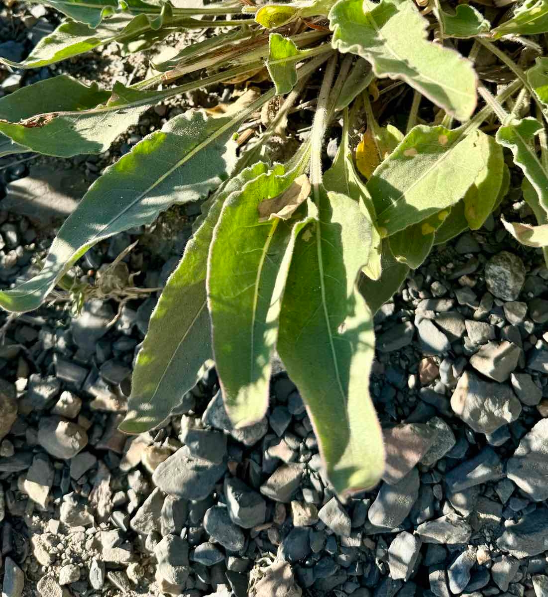 Eriogonum elatum var. elatum