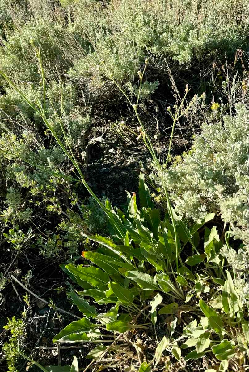 Eriogonum elatum var. elatum