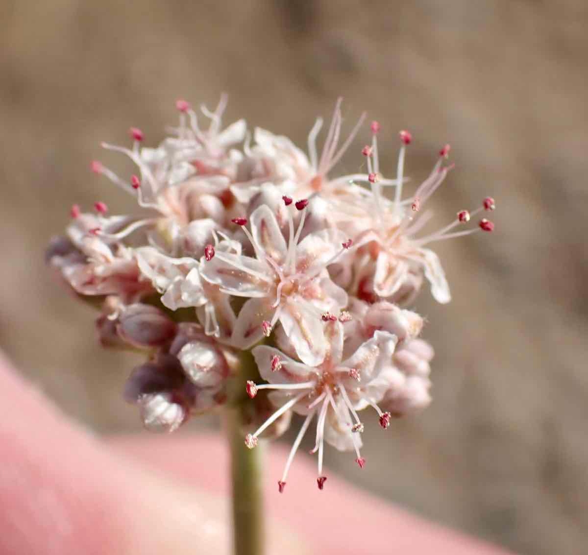 Eriogonum elatum var. elatum