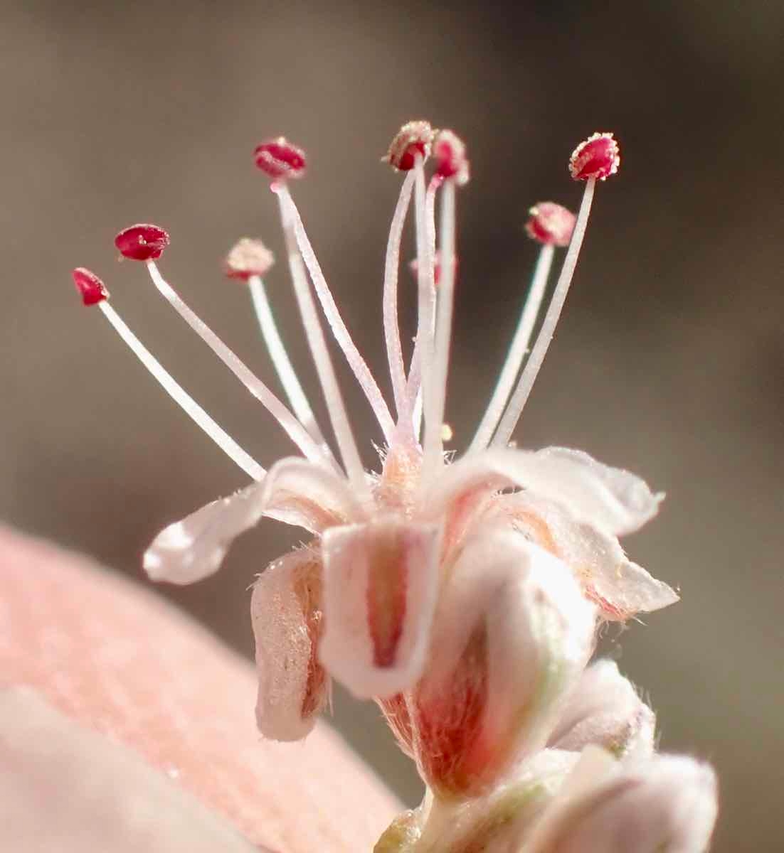 Eriogonum elatum var. elatum