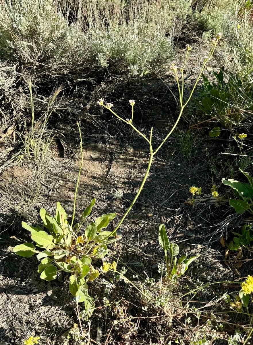 Eriogonum elatum var. elatum