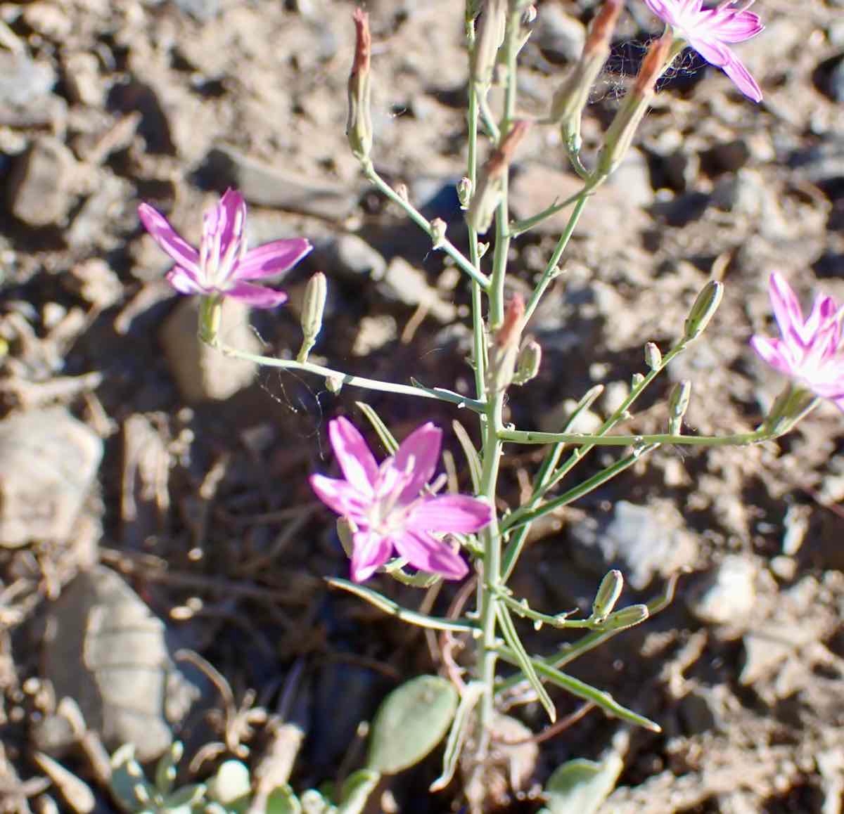 Stephanomeria exigua ssp. coronaria