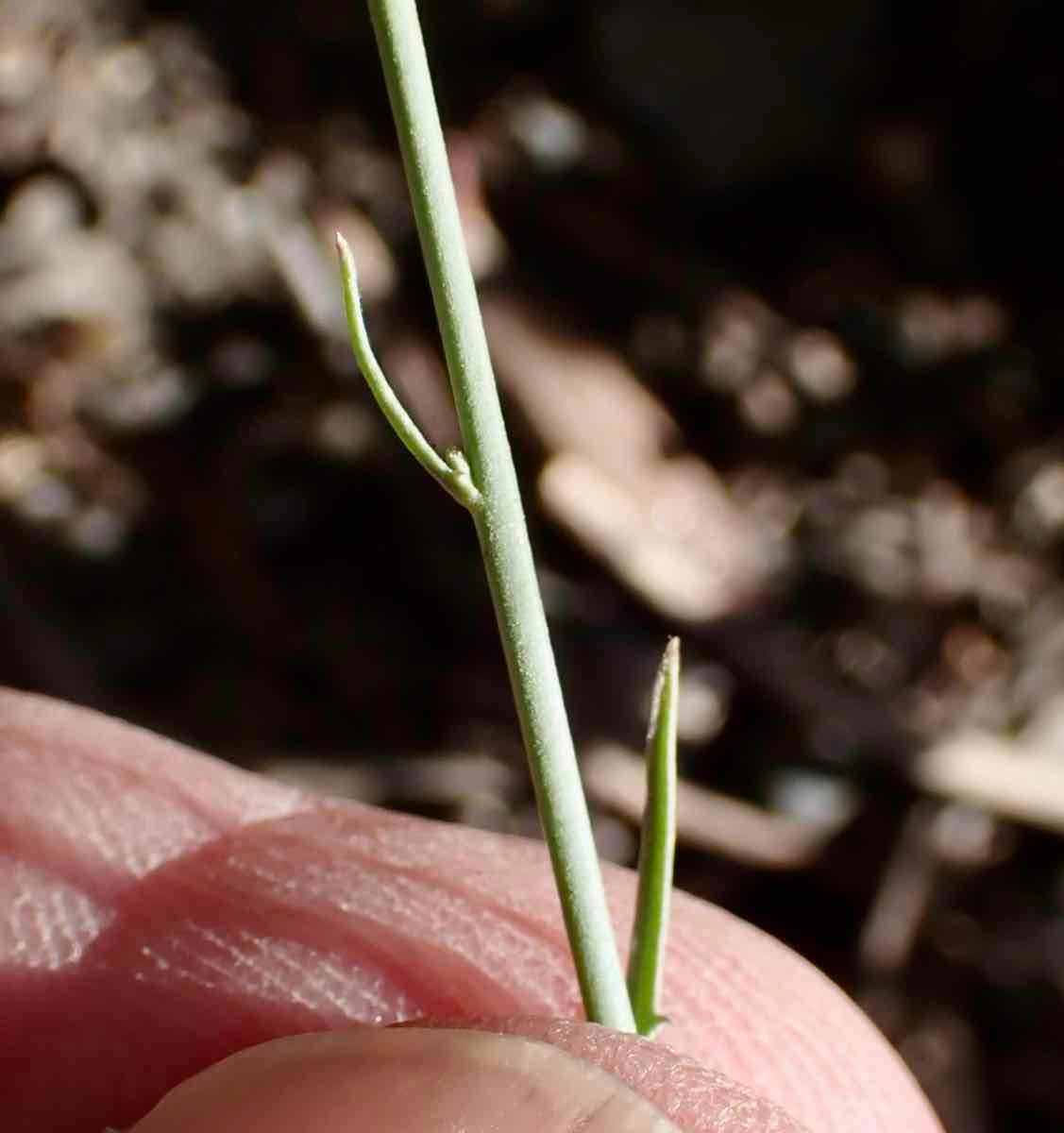 Stephanomeria exigua ssp. coronaria