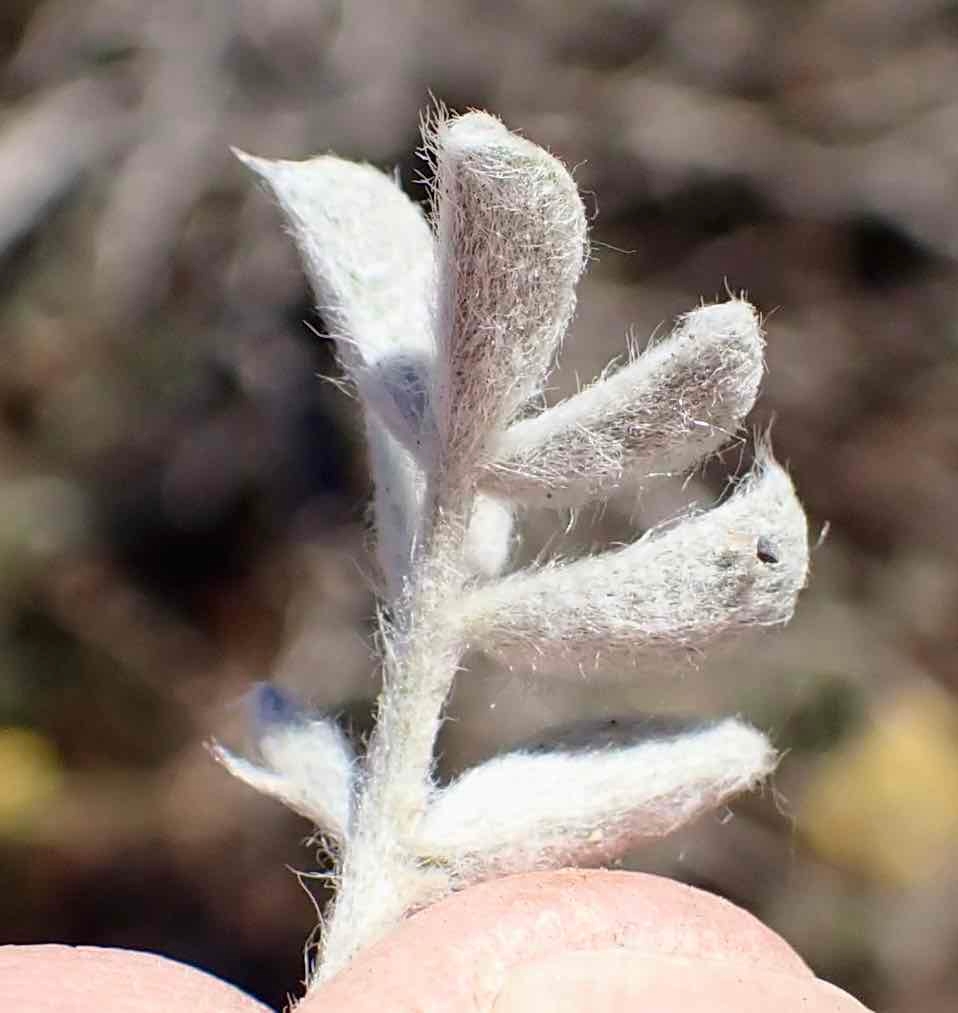 Astragalus purshii var. lectulus