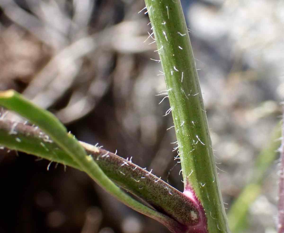 Caulanthus pilosus