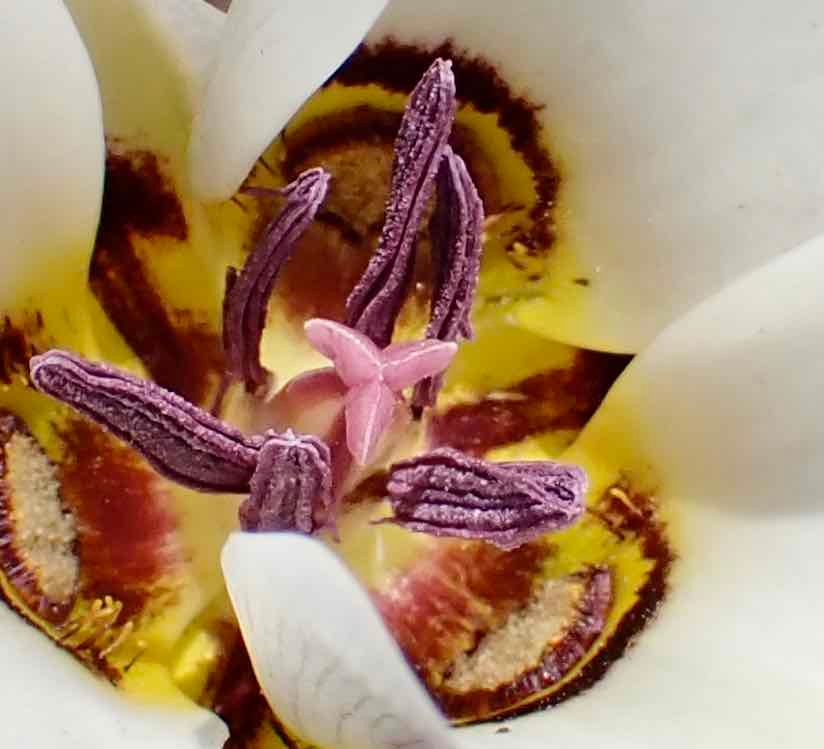 Calochortus bruneaunis