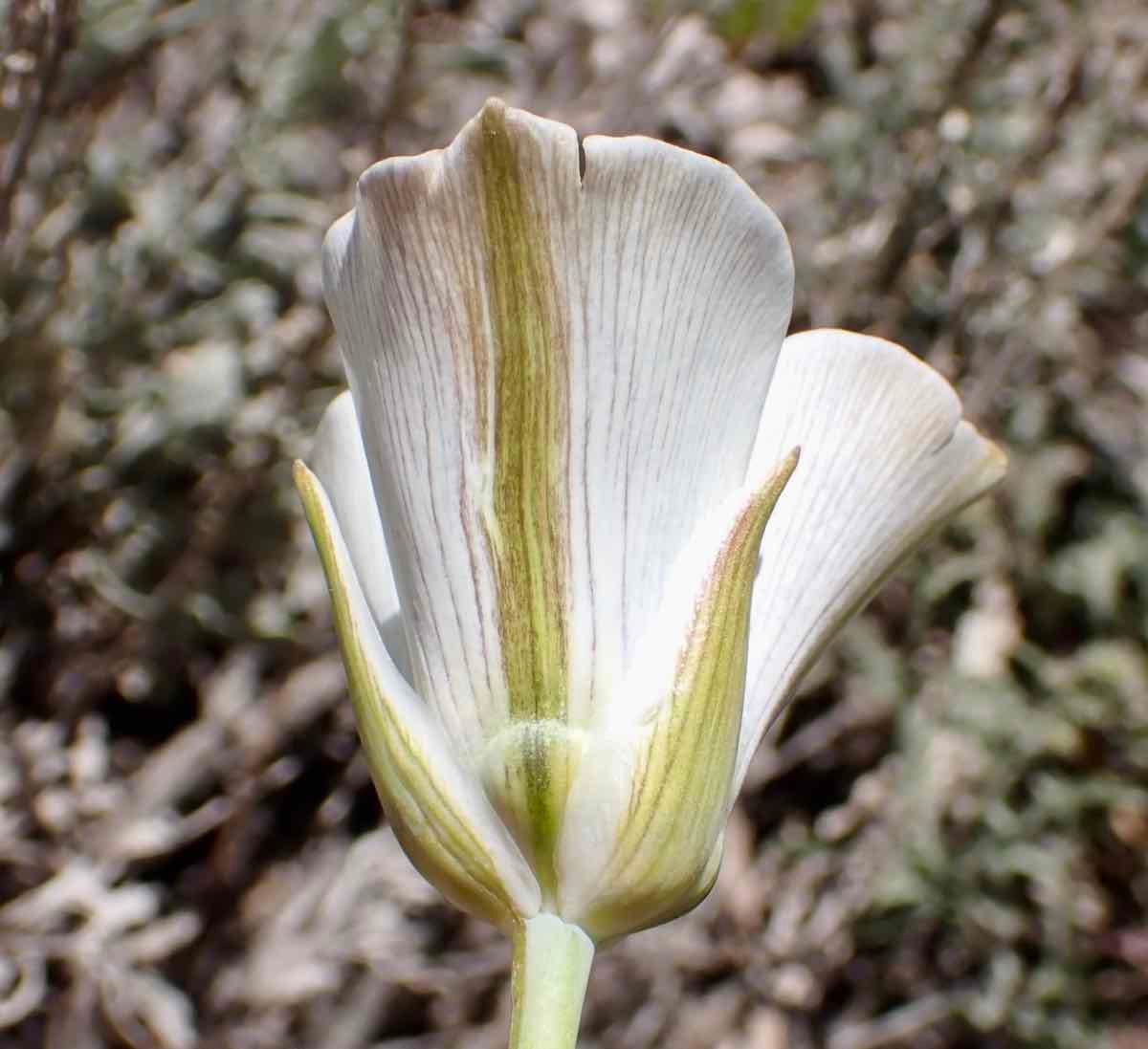 Calochortus bruneaunis