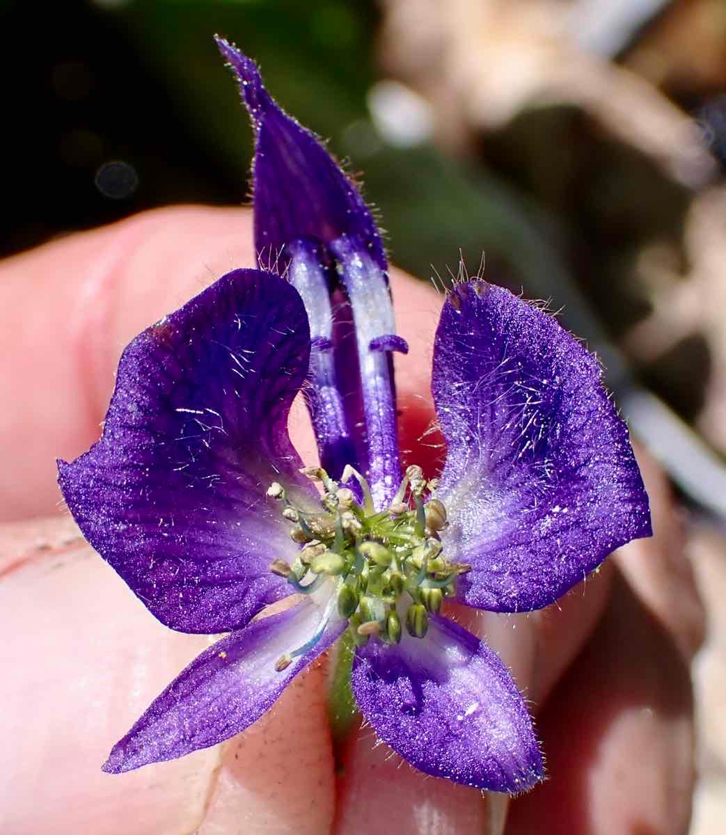 Aconitum columbianum