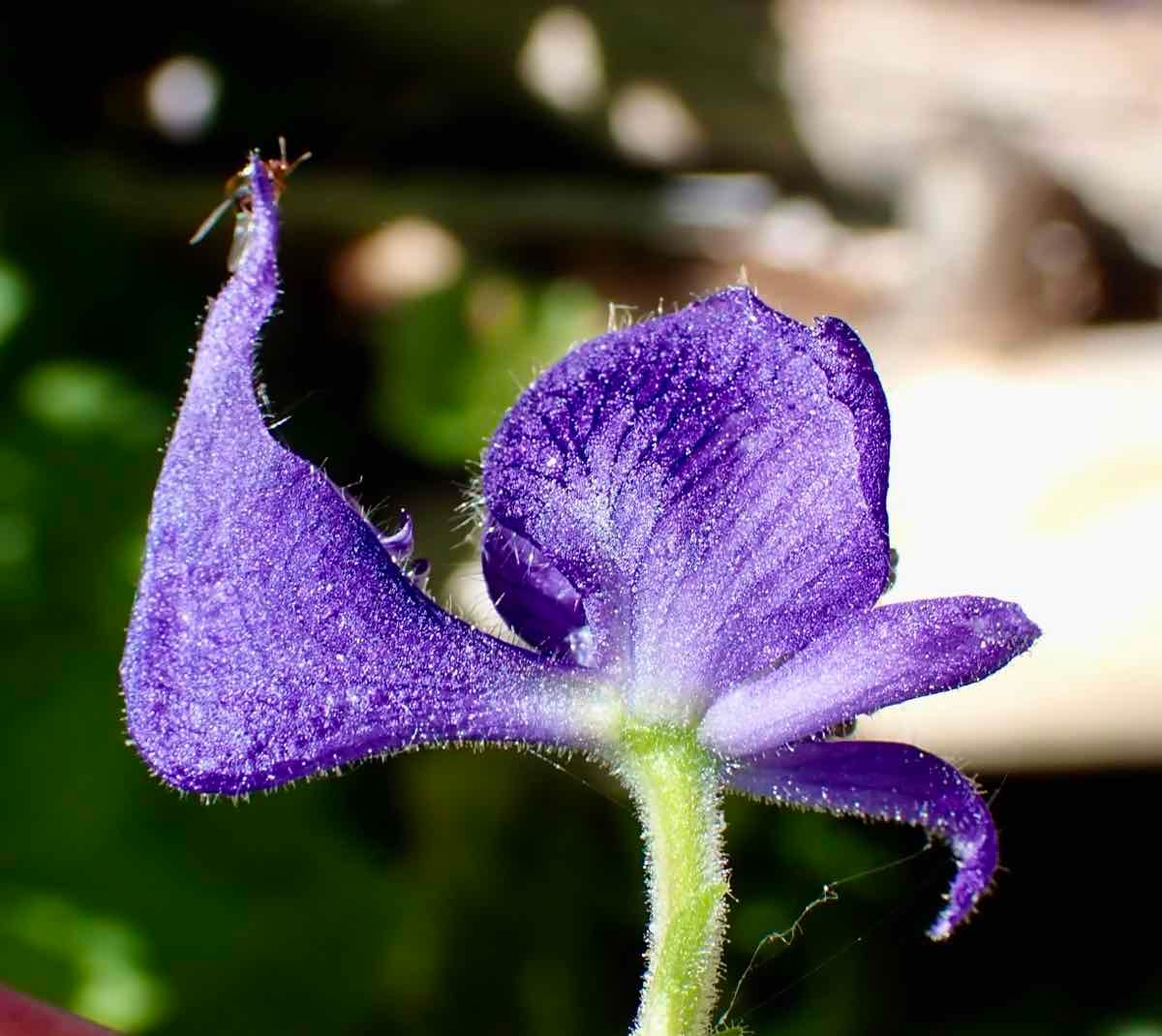 Aconitum columbianum