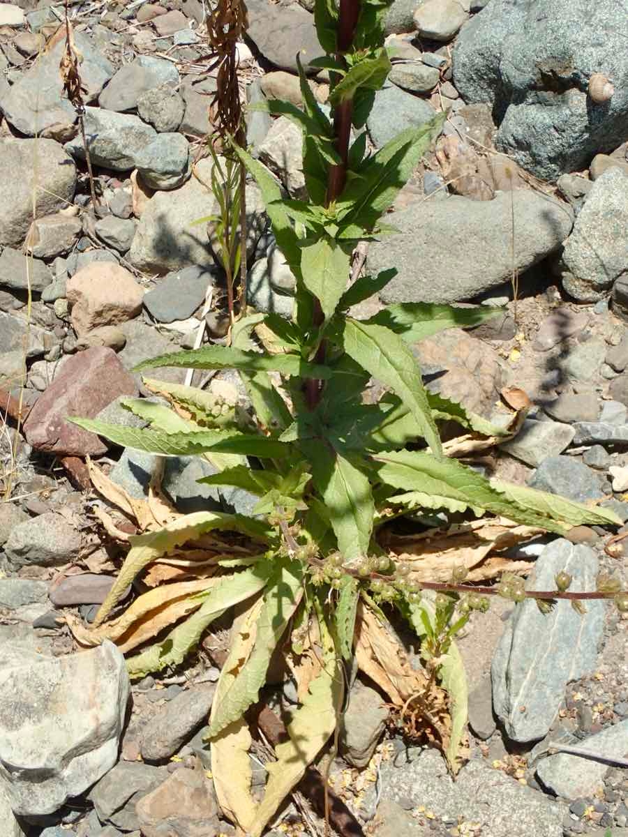 Verbascum virgatum