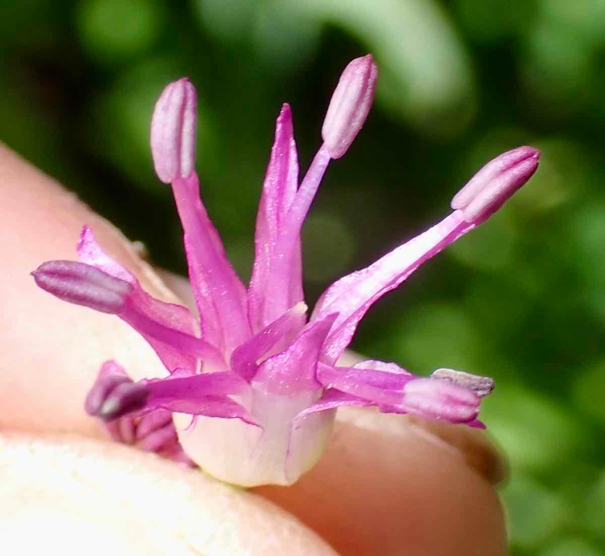 Allium validum