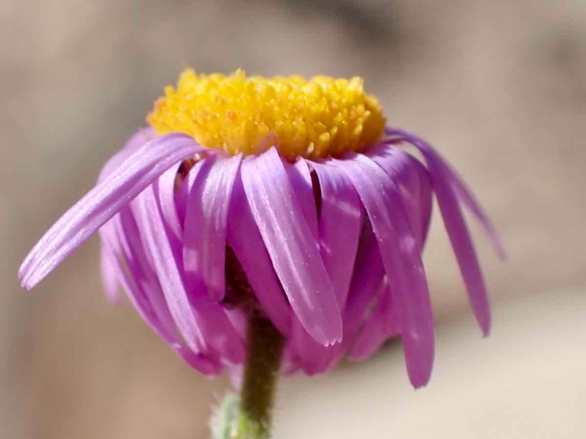 Erigeron pygmaeus