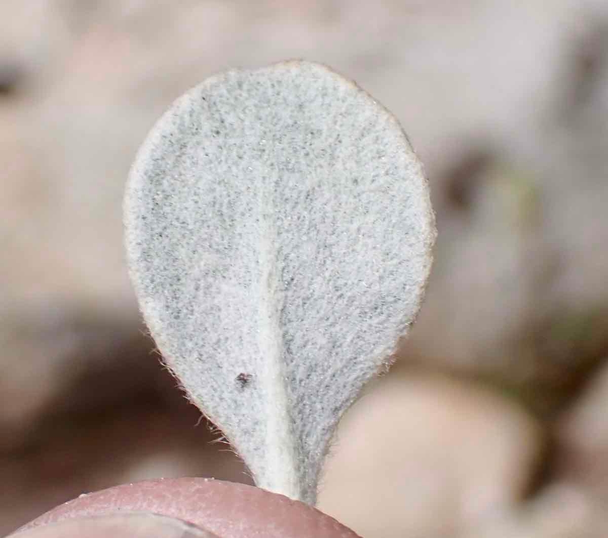 Eriogonum rosense var. rosense