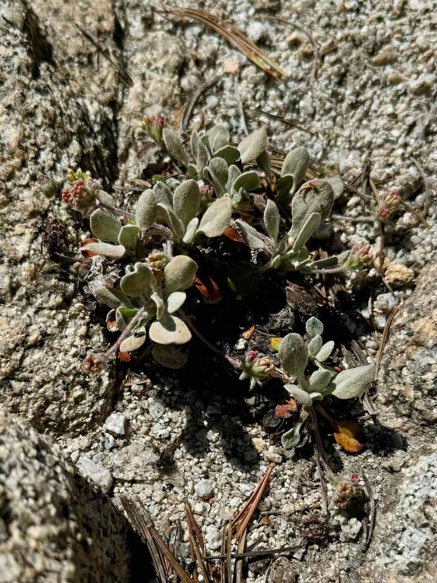 Eriogonum rosense var. rosense