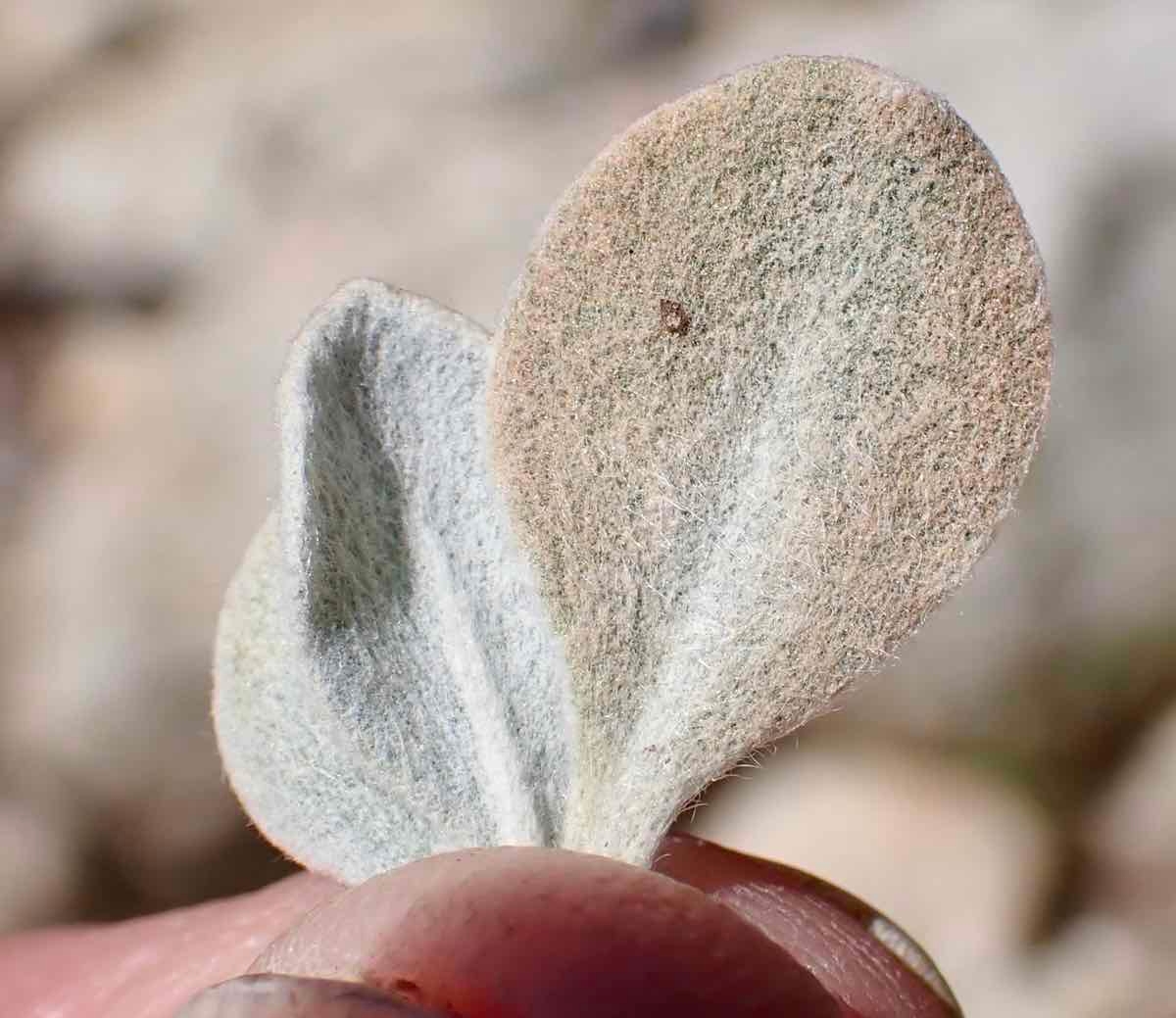 Eriogonum rosense var. rosense