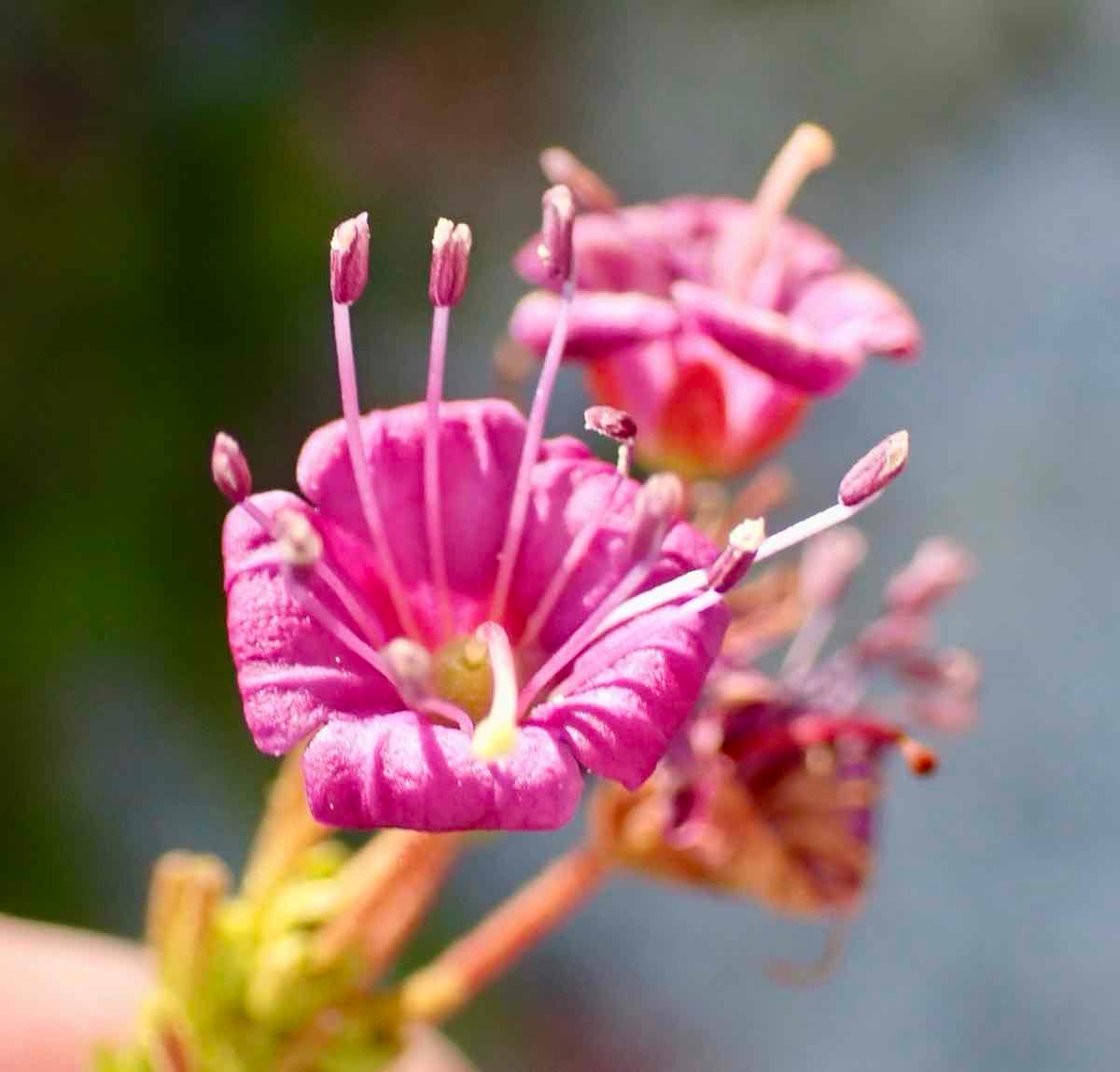 Kalmia polifolia