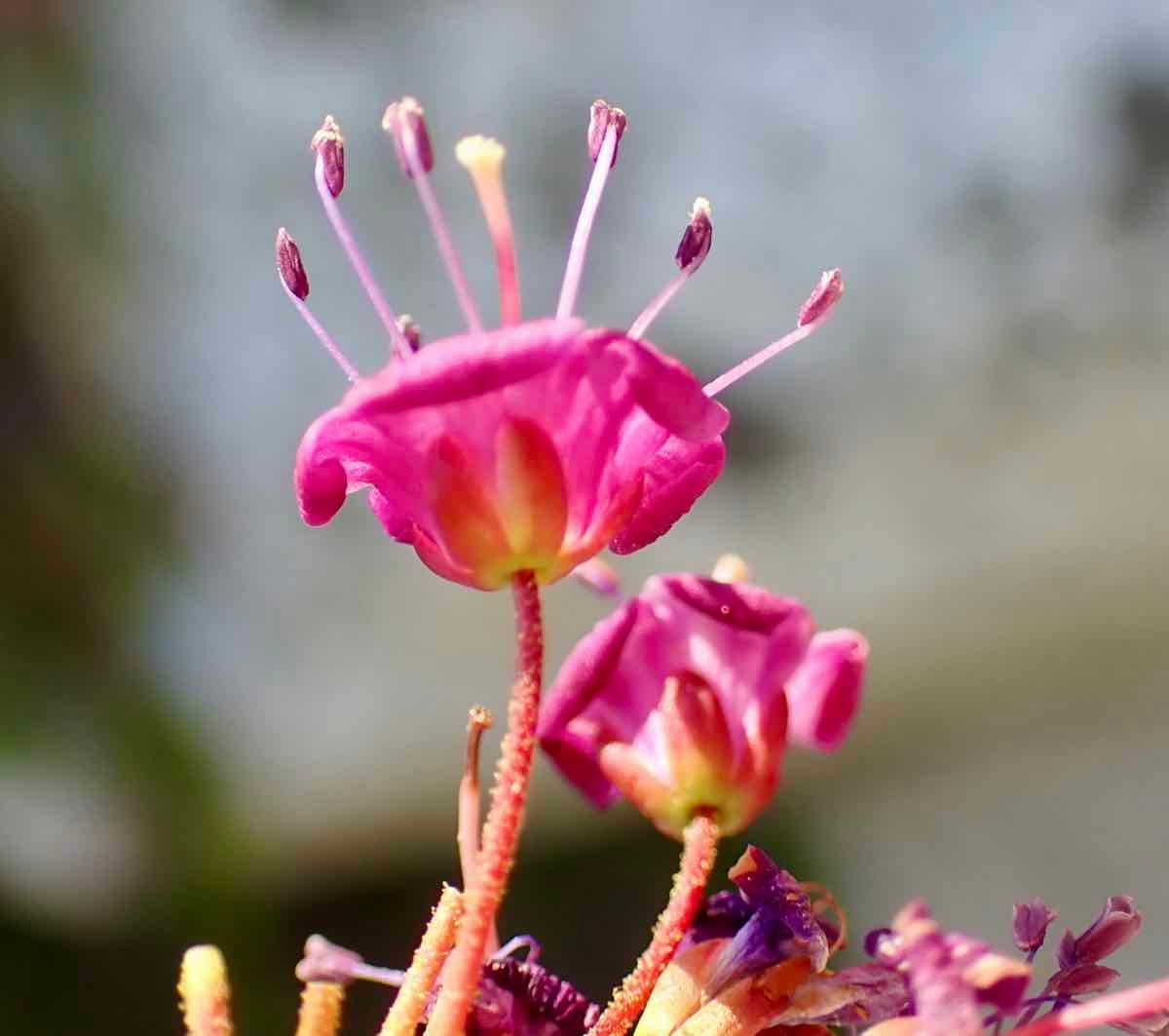 Kalmia polifolia