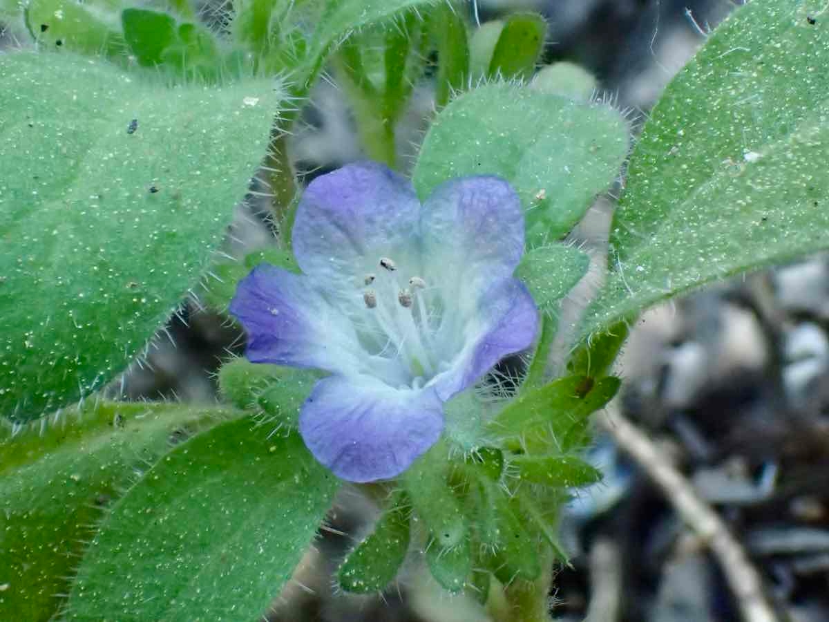 Phacelia davidsonii