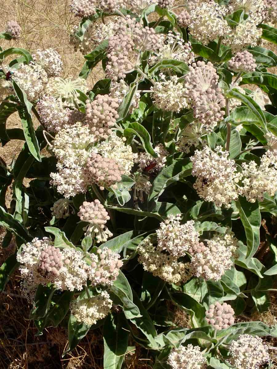 Asclepias eriocarpa