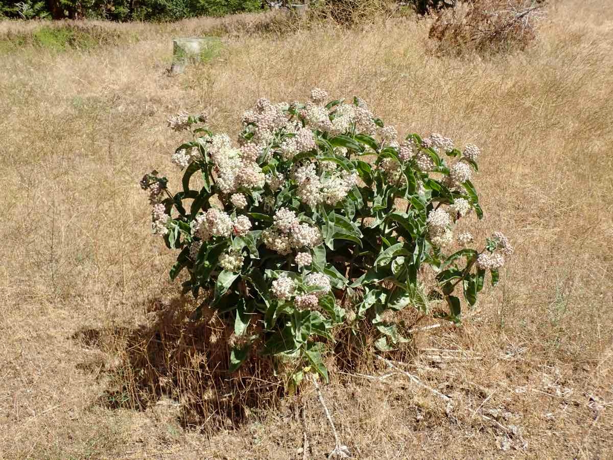 Asclepias eriocarpa