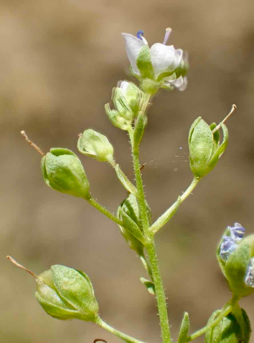 Veronica anagallis-aquatica