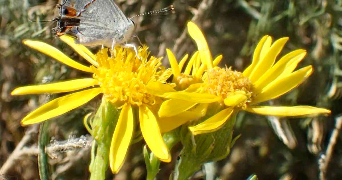 Senecio flaccidus var. douglasii