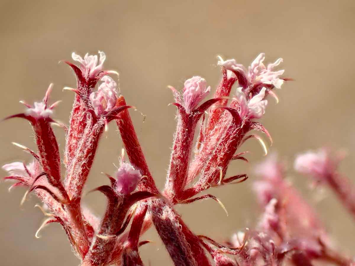 Chorizanthe xanti var. xanti