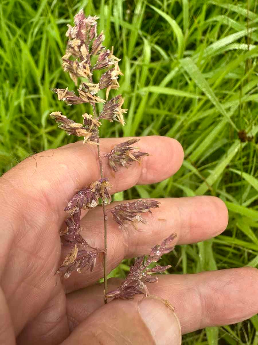 Phalaris arundinacea